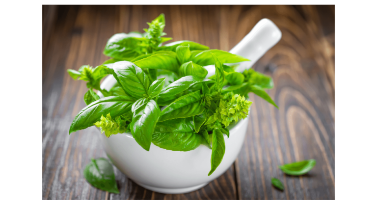 Unveiling the Culinary and Medicinal Marvels of Basil