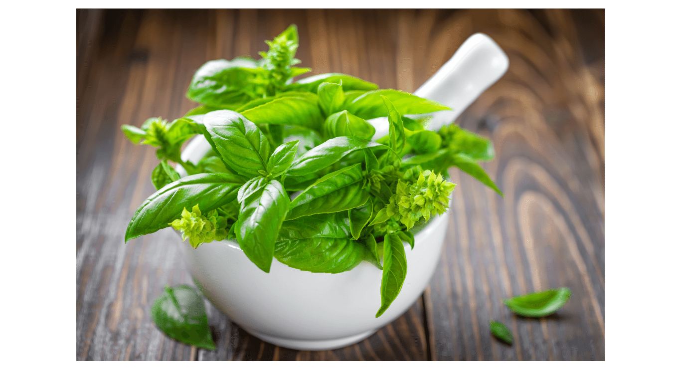 Unveiling the Culinary and Medicinal Marvels of Basil