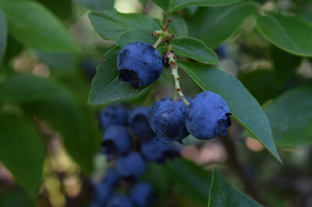 blueberries, fruit, blueberry-2053127.jpg
