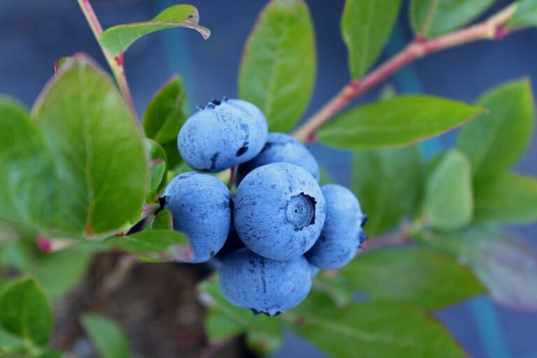 blueberry, culinary, food-1062712.jpg